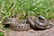 Natrix natrix or Grass snake in natural environment