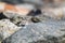 Natrix natrix snake hiding behind rocks