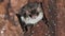 Natterer`s bat Myotis natteri