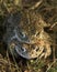 Natterjack Toad