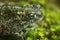 Natterjack toad