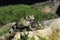 Natterjack Toad, bufo calamita, Pair mating