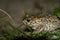 The natterjack toad, Bufo calamita, sitting in grass on the beach of Skagen, Denmark.