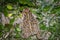 The natterjack toad, Bufo calamita, sitting in grass on the beach of Skagen, Denmark.