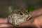 The natterjack toad, Bufo calamita, sitting in a mans hand.