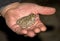 The natterjack toad, Bufo calamita, a small toad sitting in a mans hand.