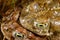 Natterjack toad Bufo calamita in Valdemanco, Madrid, Spain