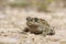 Natterjack toad Bufo Epidalea calamita. It is a very rare Amphibian in the U.K.