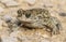 Natterjack toad Bufo Epidalea calamita. It is a very rare Amphibian in the U.K.