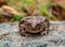 Natterjack toad  Epidalea calamita