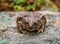 Natterjack toad  Epidalea calamita