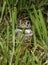 Natterjack toad (Epidalea calamita) standing in grass at night