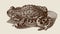 natterjack toad epidalea calamita in top view sitting on the ground