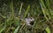 Natterjack toad (Epidalea calamita) walking in grass at night