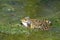 Natterjack toad in water