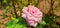 natura pink rose buetiful photo tree background