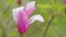 Natural Abstract Background. Magnolia Tree Large Fragrant Flowers. Magnolia Shrub In Spring Garden. Close up.