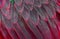 Natural abstract background. Natural red background. Macaw feathers pattern. Bright colorful feathers of a parrot. tropical bird w