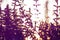 Natural abstract soft purple floral summer background with blurred flowers plant. Defocused photo
