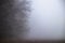 Natural abstraction in nature. Mystical foggy morning. Branches of an old oak in a strong milky white mist. Natural