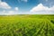 Natural agricultural landscape at the summer time