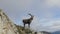 Natural alpine ibex capricorn standing on the top of the rock.