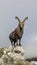 Natural alpine ibex capricorn standing on the top of the rock.