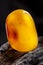 Natural amber. A piece of yellow opaque natural amber on large piece of dark stoned wood.