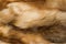 Natural animal fur background texture. yellow fox wool close-up