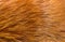 Natural animal fur background texture. yellow fox wool close-up