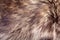 Natural animal fur texture