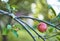 Natural apple on a branch