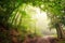 Natural archway of trees