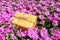 Natural Aromatherapy Bath Soap Bar on Pink Flowers