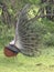 Natural Art of Courtship Behavior for Wild Peafowl