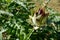 Natural artichokes in the plant