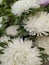 Natural Aster flowers , Beutifull Growing white Aster flowers in the garden