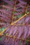 Natural autumn pattern of purple fern