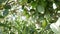 Natural avocado fruit hanging at branch of tree in a plantation agricultural