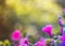 Natural backdrop of fragrant pink flowers, shiny rain and sun glare