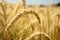 Natural backdrop a picturesque barley wheat field in the countryside