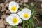 Natural backgound. Photo of white poppy flowers in close up