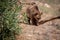 Natural background. Adult Brown Bear. Close up portrait of Brown bear in the summer forest. Attica zoo park