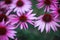 Natural background with beautiful pink flowers Echinacea bloomed in the summer garden