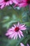 natural background with beautiful pink flowers Echinacea bloomed in the summer garden