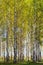 Natural background birch