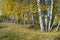 Natural background with birch by grove by autumn