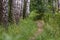 Natural background , birch grove, road, path among birches, landscape, forest,