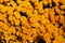 Natural background of blooming beautiful golden chrysanthemums