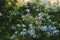 Natural background with blooming Plumbago Imperial